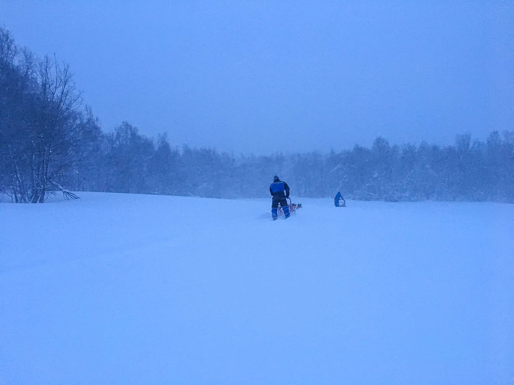 Dog sledding con gli husky, Norvegia