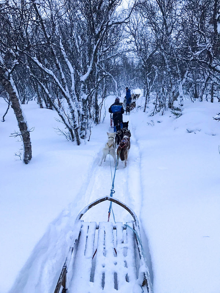 Norvegia aurora boreale, Dog sledding con gli husky, Norvegia