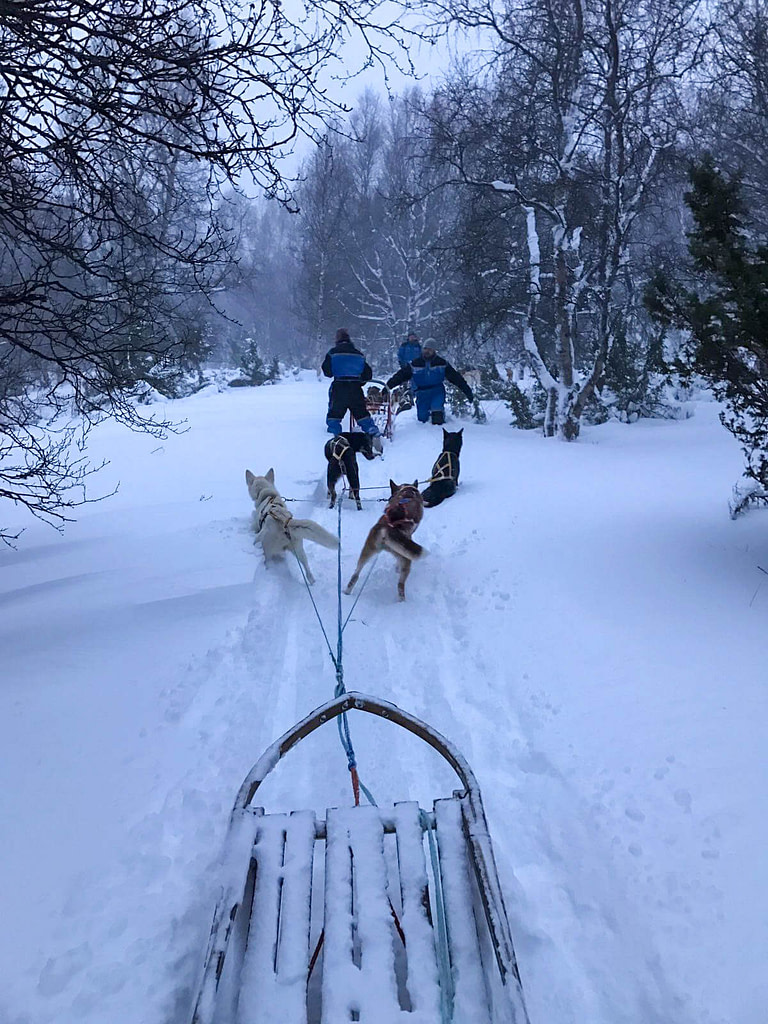 Dog sledding con gli husky, Norvegia