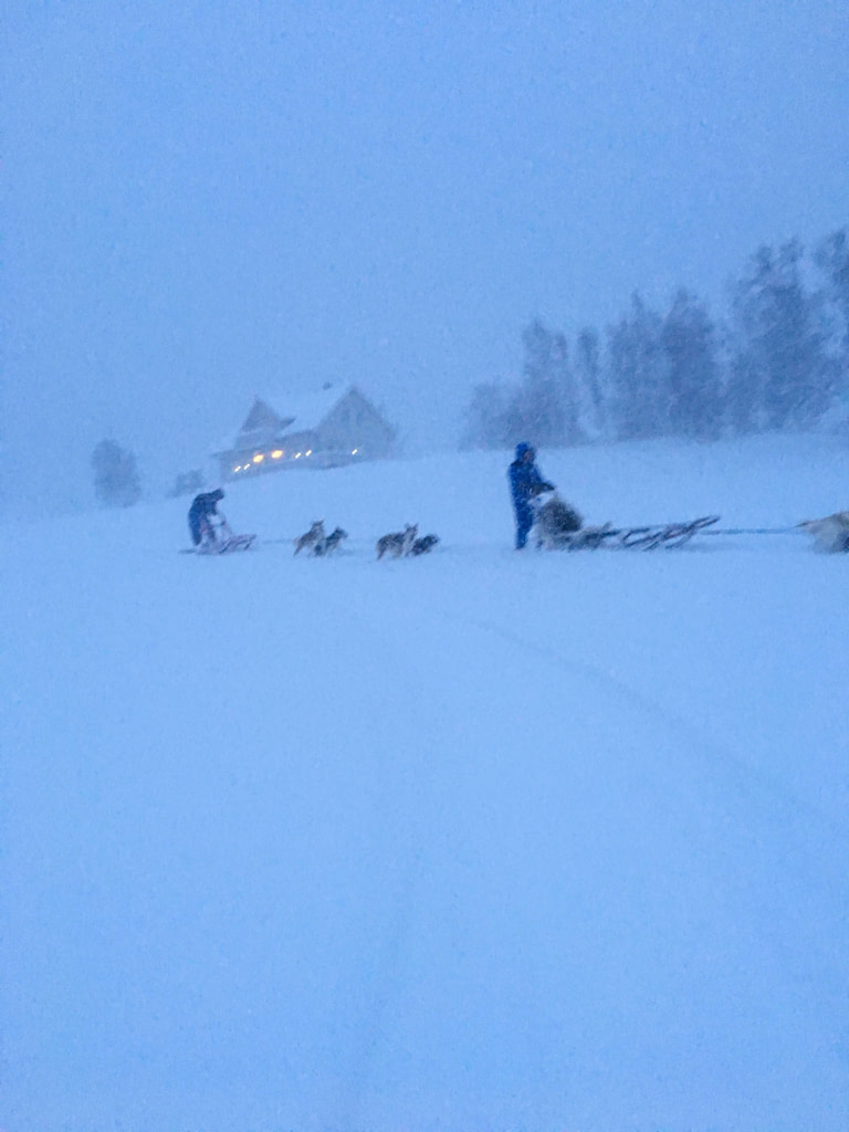 Dog sledding con gli husky, Norvegia