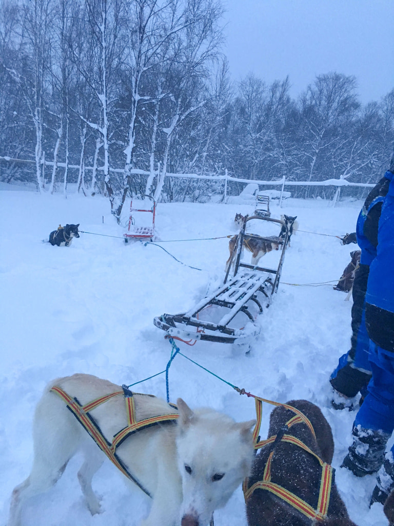 Corsa in slitta con gli husky, Norvegia