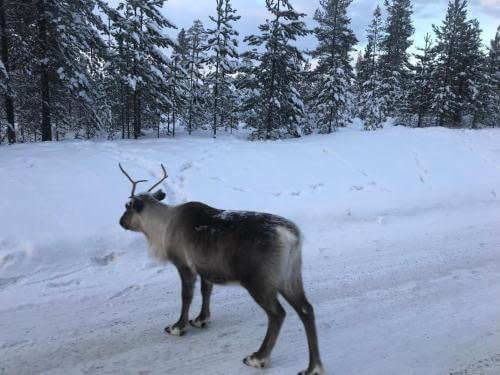 Renna nei dintorni selvaggi dell'alloggio Vestvatn a Bodø, Norvegia aurora boreale