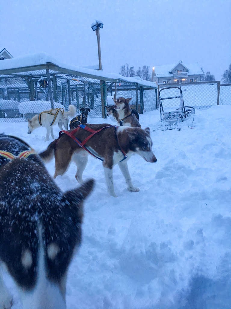 Corsa in slitta con gli husky, Norvegia