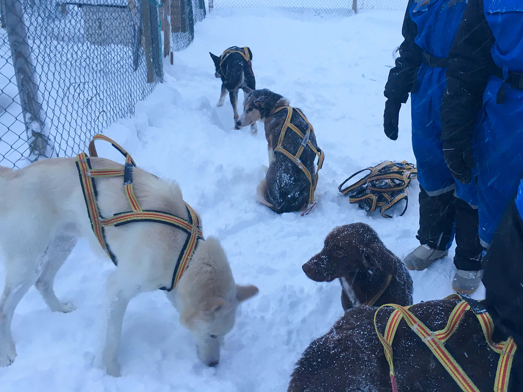 Corsa in slitta con gli husky, Norvegia