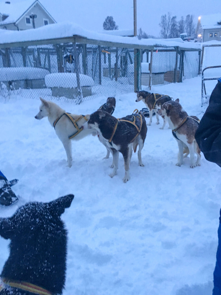 Corsa in slitta con gli husky, Norvegia