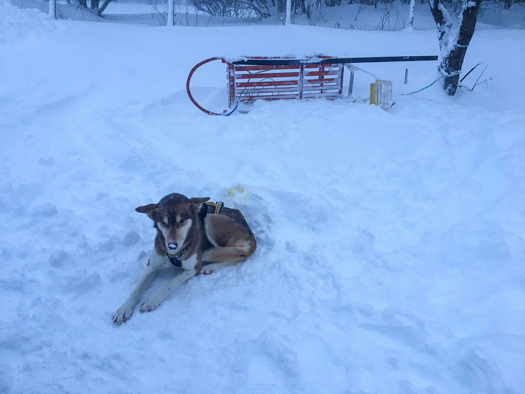 Corsa in slitta con gli husky, Norvegia aurora boreale